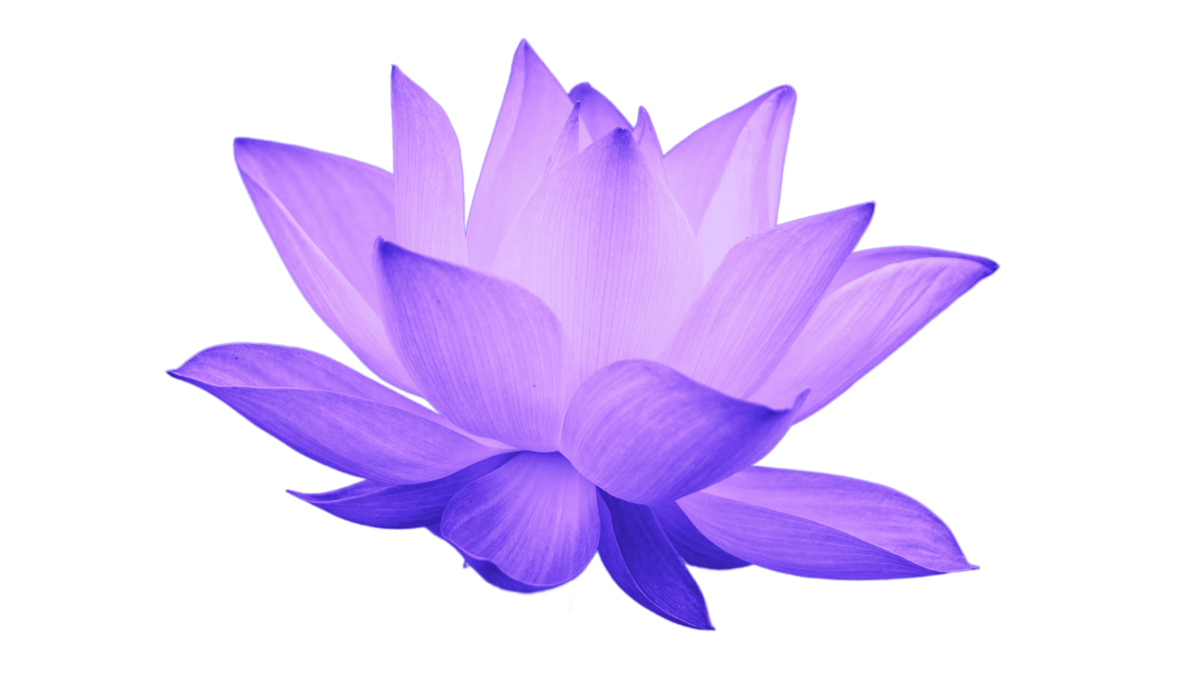 Purple Lotus